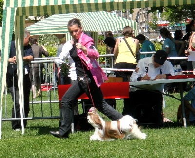 du Clos de la Beauderie - LUXURY MEILLEUR SHIH-TZU A BRIVE